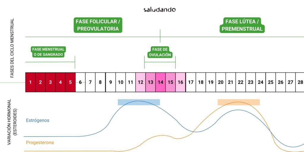 Fases del ciclo menstrual
